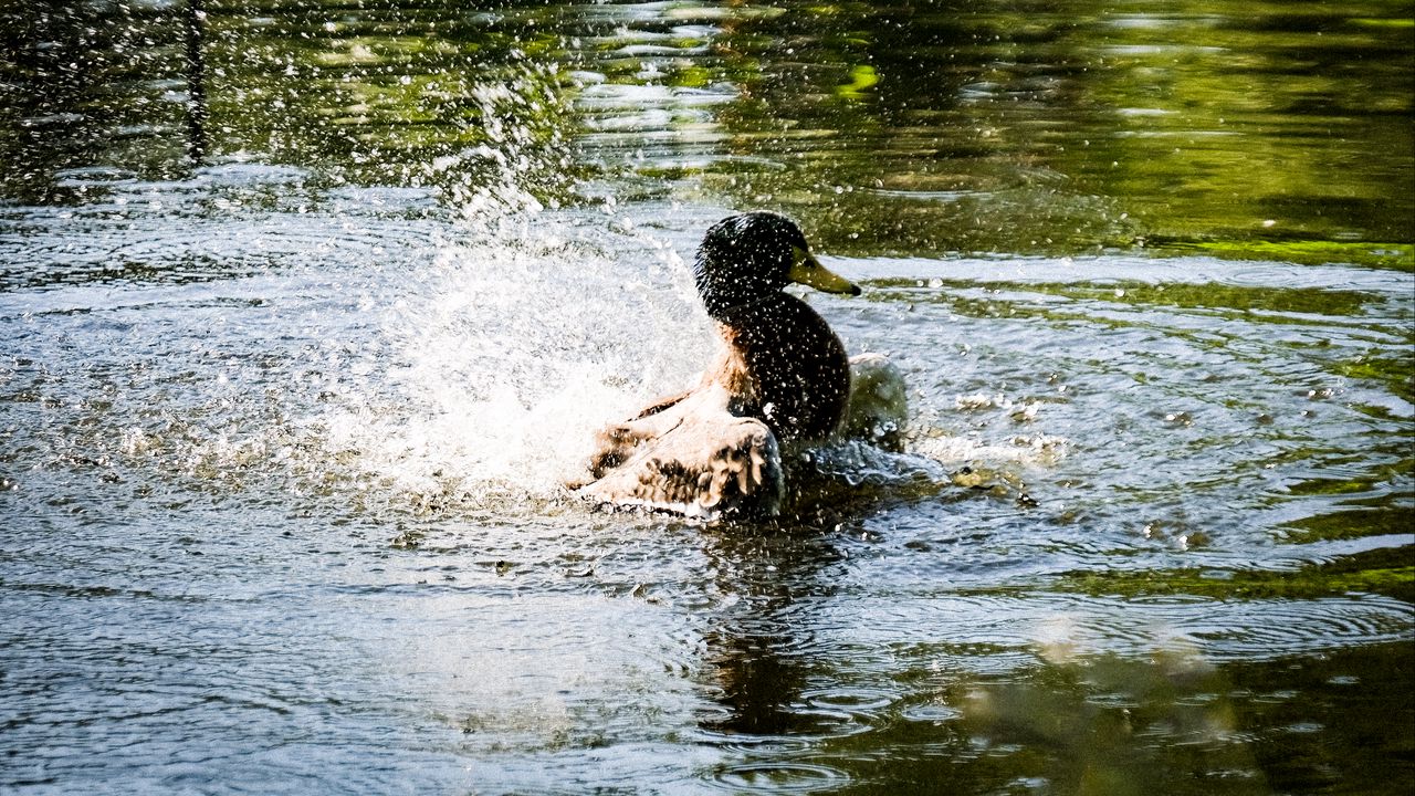 Wallpaper duck, spray, bird, pond