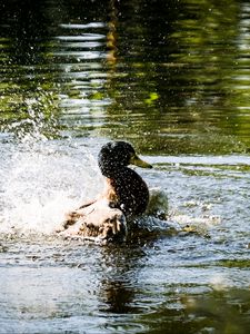 Preview wallpaper duck, spray, bird, pond