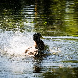 Preview wallpaper duck, spray, bird, pond