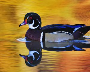 Preview wallpaper duck, swim, wings, color, lake