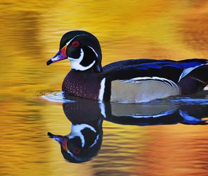 Preview wallpaper duck, swim, wings, color, lake