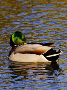 Preview wallpaper duck, water, bird