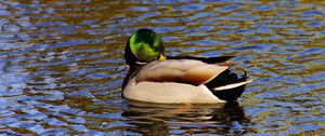 Preview wallpaper duck, water, bird