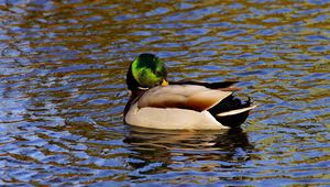 Preview wallpaper duck, water, bird