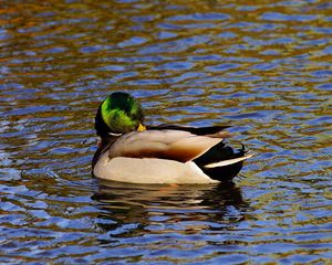 Preview wallpaper duck, water, bird