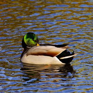 Preview wallpaper duck, water, bird