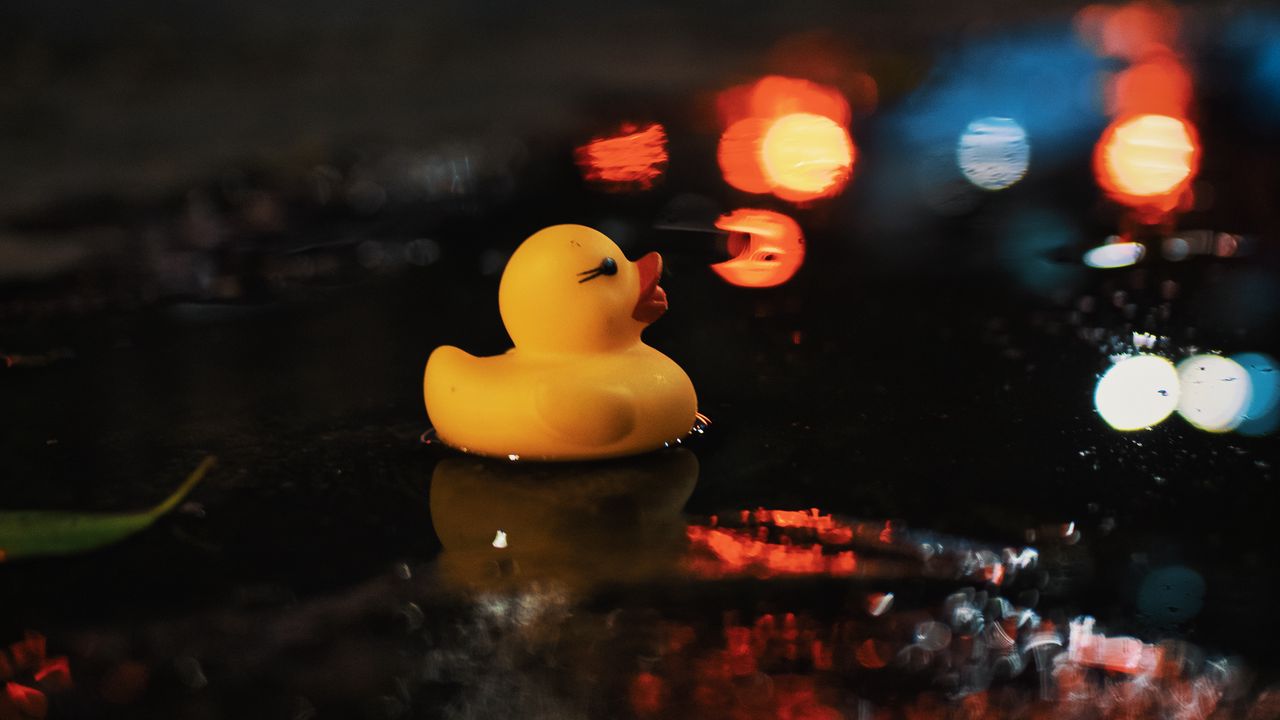 Wallpaper duck, water, puddle, dark