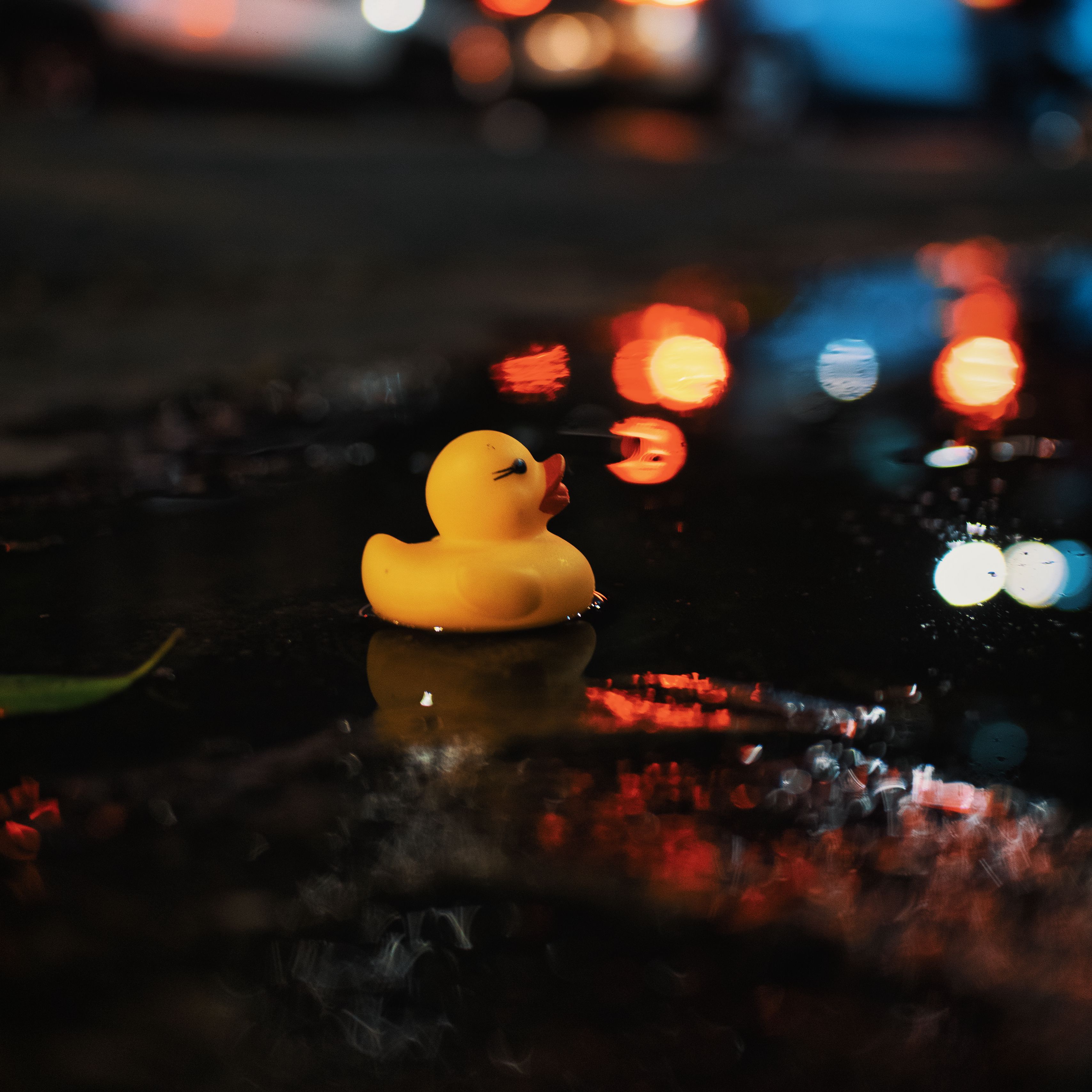 3415x3415 Wallpaper duck, water, puddle, dark