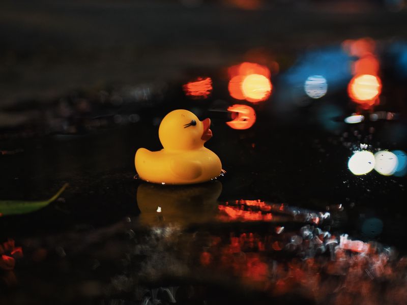 800x600 Wallpaper duck, water, puddle, dark