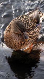 Preview wallpaper duck, water, waves, feathers, bird