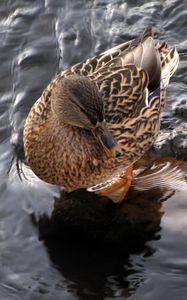 Preview wallpaper duck, water, waves, feathers, bird