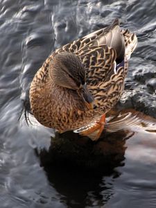 Preview wallpaper duck, water, waves, feathers, bird