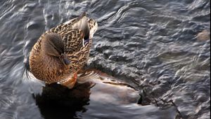 Preview wallpaper duck, water, waves, feathers, bird