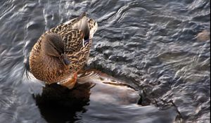 Preview wallpaper duck, water, waves, feathers, bird