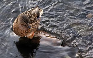 Preview wallpaper duck, water, waves, feathers, bird