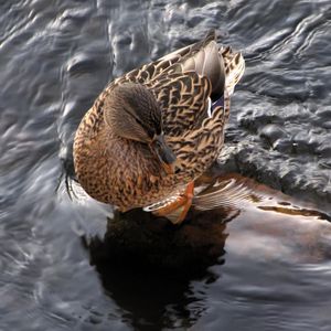 Preview wallpaper duck, water, waves, feathers, bird