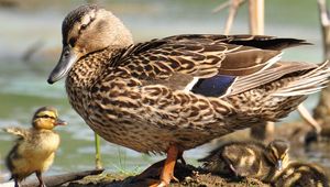 Preview wallpaper duck, wild duck, ducklings, walk, family