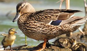 Preview wallpaper duck, wild duck, ducklings, walk, family