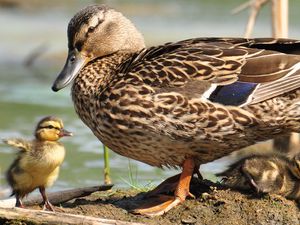 Preview wallpaper duck, wild duck, ducklings, walk, family