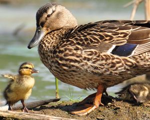 Preview wallpaper duck, wild duck, ducklings, walk, family