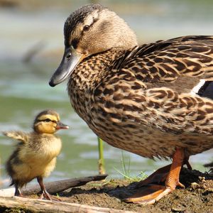 Preview wallpaper duck, wild duck, ducklings, walk, family