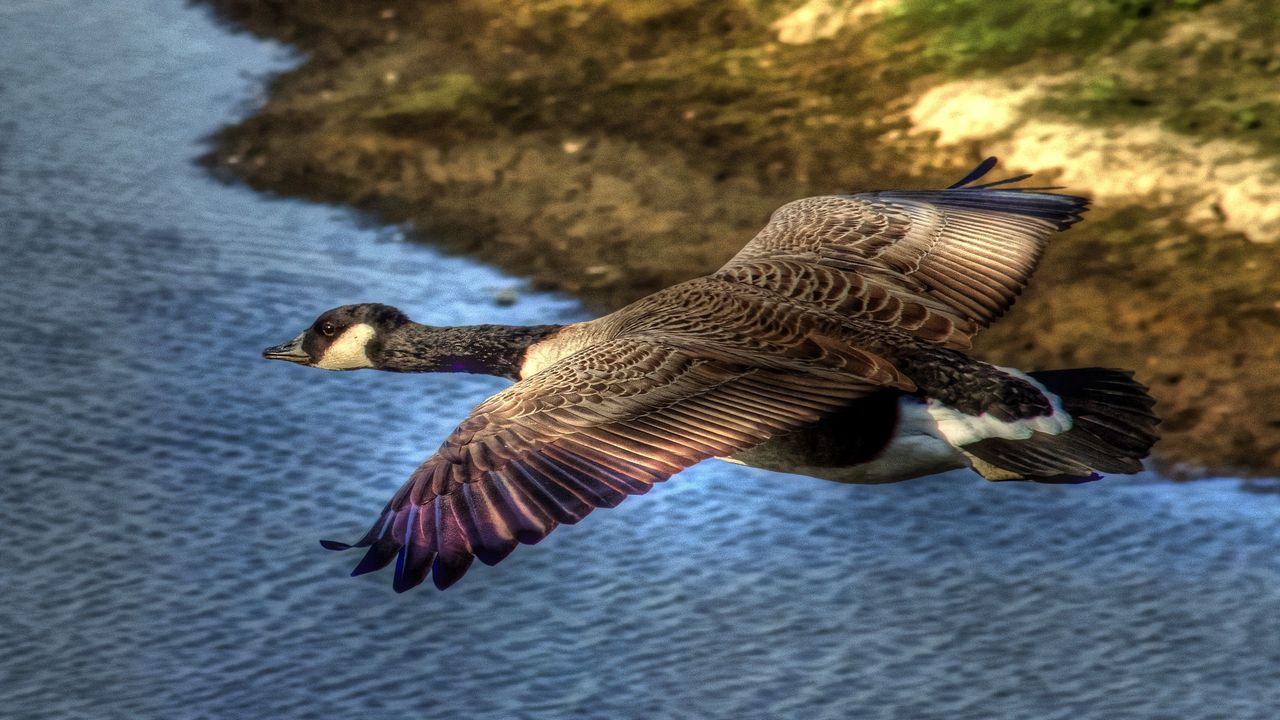 Wallpaper duck, wild, flying, water, bird