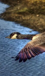 Preview wallpaper duck, wild, flying, water, bird