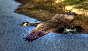 Preview wallpaper duck, wild, flying, water, bird