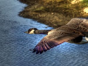 Preview wallpaper duck, wild, flying, water, bird