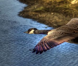 Preview wallpaper duck, wild, flying, water, bird