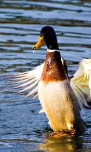 Preview wallpaper duck, wings, flap, water