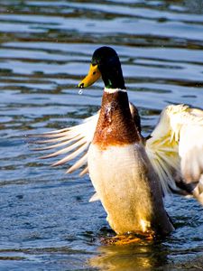 Preview wallpaper duck, wings, flap, water