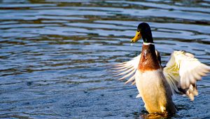 Preview wallpaper duck, wings, flap, water