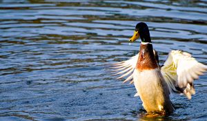 Preview wallpaper duck, wings, flap, water