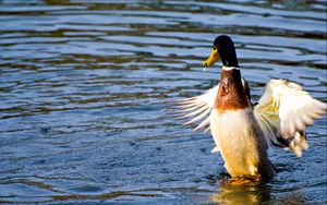 Preview wallpaper duck, wings, flap, water