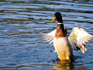 Preview wallpaper duck, wings, flap, water