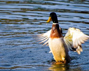 Preview wallpaper duck, wings, flap, water