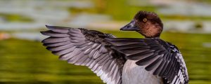 Preview wallpaper duck, wings, water