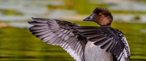 Preview wallpaper duck, wings, water