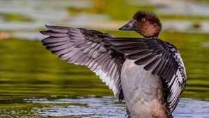 Preview wallpaper duck, wings, water