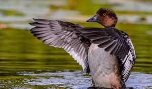 Preview wallpaper duck, wings, water