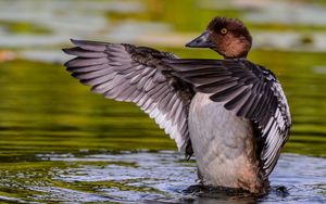 Preview wallpaper duck, wings, water