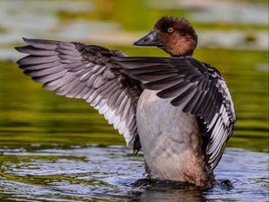 Preview wallpaper duck, wings, water