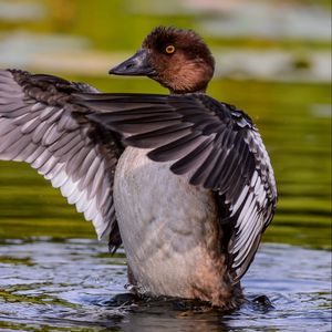 Preview wallpaper duck, wings, water