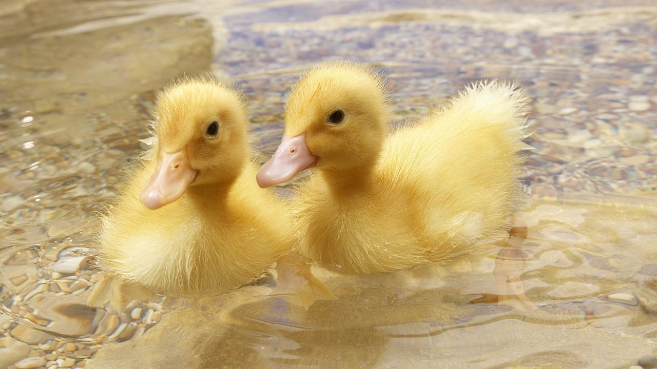 Wallpaper duck, young, couple, swim