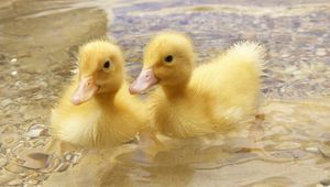 Preview wallpaper duck, young, couple, swim