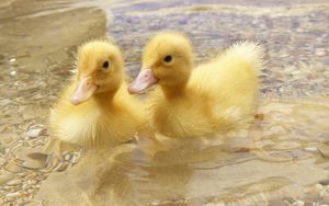 Preview wallpaper duck, young, couple, swim