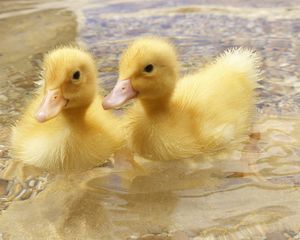 Preview wallpaper duck, young, couple, swim