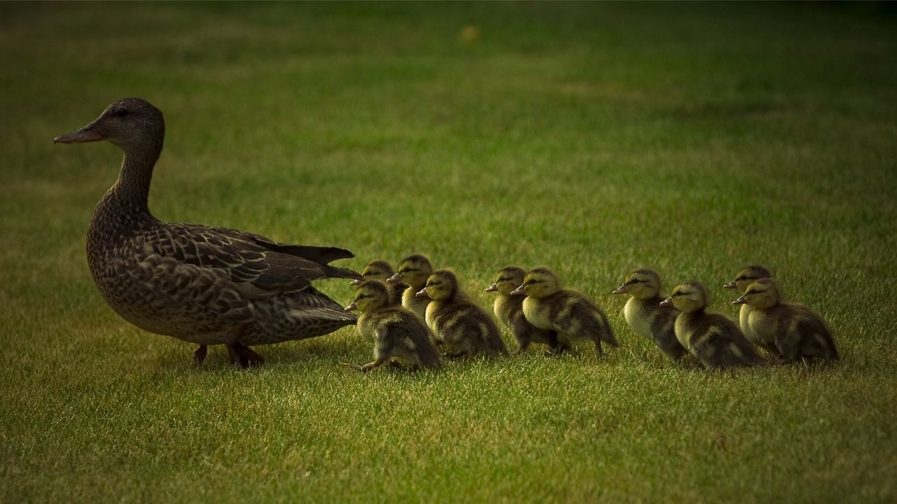Wallpaper duck, young, ducks, grass, walk, family, care