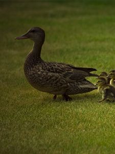 Preview wallpaper duck, young, ducks, grass, walk, family, care